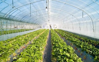 Kertészeti üvegházakhoz, hűtőházakhoz kapcsolódó és post-harvest fejlesztések támogatása - TERVEZET